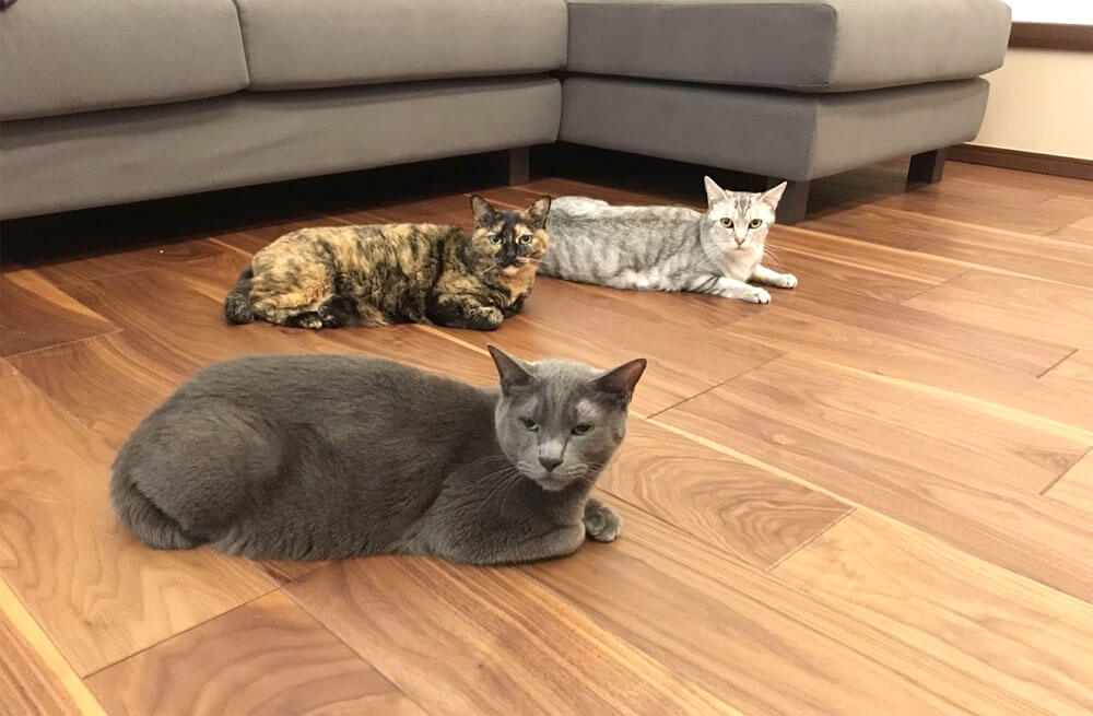 ソファの天敵、猫3匹